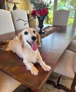 Creme of the Crop Miniature Dachshund Breeder Female Linen 1