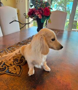 Creme of the Crop Miniature Dachshund Breeder Male Val 8