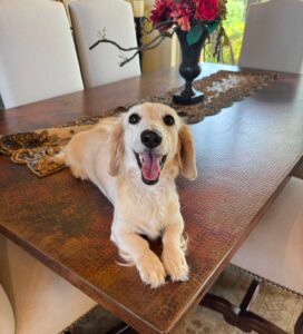 Creme of the Crop Miniature Dachshund Breeder Female Linen 2