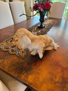 Creme of the Crop Miniature Dachshund Breeder Male Val 7