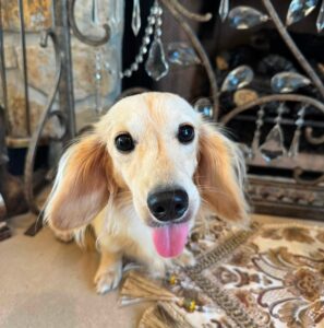 Creme of the Crop Miniature Dachshund Breeder Male Val 6