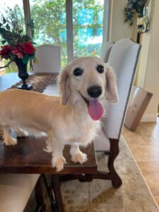 Creme of the Crop Miniature Dachshund Breeder Female Linen 3