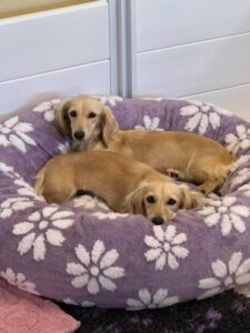 Creme of the Crop Miniature Dachshund Dogs For Re-Homing Brylee & River 2