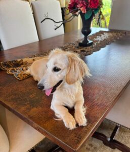 Creme of the Crop Miniature Dachshund Breeder Female Linen 4