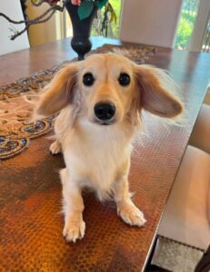 Creme of the Crop Miniature Dachshund Breeder Male Val 5