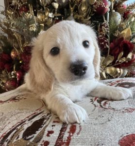 English Cream Miniature Dachshund Puppy Benny