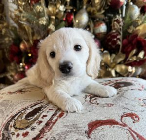 English Cream Miniature Dachshund Puppy Benny 2