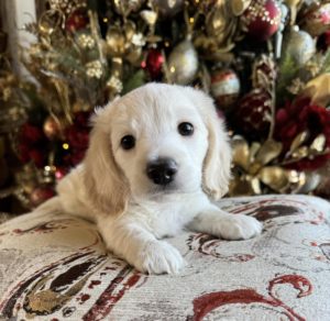 English Cream Miniature Dachshund Puppy Benny 3