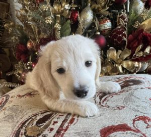 English Cream Miniature Dachshund Puppy Benny 4