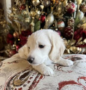 English Cream Miniature Dachshund Puppy Benny 5