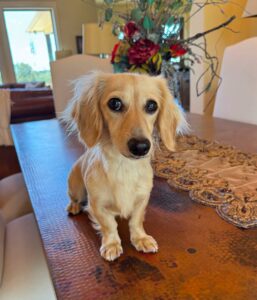 Creme of the Crop Miniature Dachshund Puppy For Sale Brylee 1