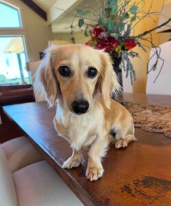 Creme of the Crop Miniature Dachshund Puppy For Sale Brylee 2