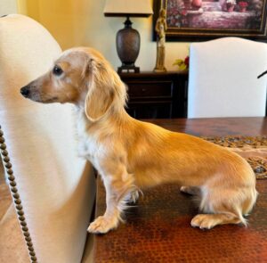 Creme of the Crop Miniature Dachshund Puppy For Sale Brylee 3