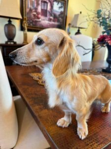 Creme of the Crop Miniature Dachshund Puppy For Sale Brylee 4