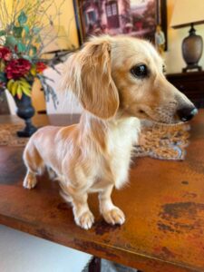 Creme of the Crop Miniature Dachshund Puppy For Sale Brylee 5