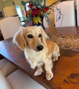 Creme of the Crop Miniature Dachshund Puppy For Sale Brylee 6