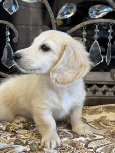 Creme of the Crop Miniature English Cream Dachshund Puppy - Bunker 1