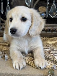 Creme of the Crop Miniature English Cream Dachshund Puppy - Bunker 2