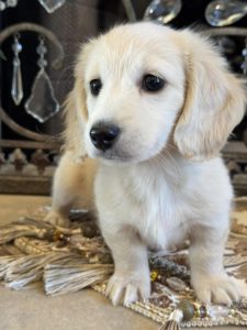 Creme of the Crop Miniature English Cream Dachshund Puppy - Bunker 3