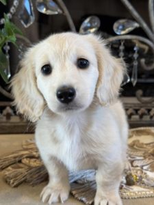 Creme of the Crop Miniature English Cream Dachshund Puppy - Bunker 5