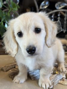 Creme of the Crop Miniature English Cream Dachshund Puppy - Bunker 6