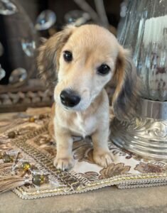 Creme of the Crop Miniature Dachshunds Breeder - Byrdie 6