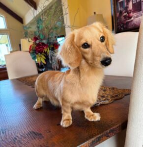 Creme of the Crop Miniature Dachshund Male Puppy For Sale Cillian 1