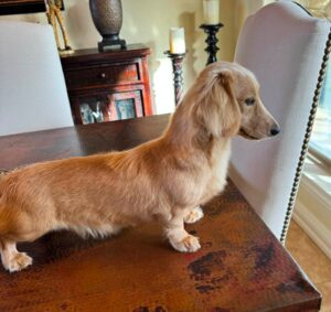 Creme of the Crop Miniature Dachshund Male Puppy For Sale Cillian 2