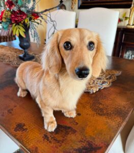 Creme of the Crop Miniature Dachshund Male Puppy For Sale Cillian 3