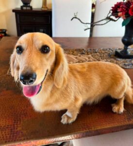 Creme of the Crop Miniature Dachshund Male Puppy For Sale Cillian 4