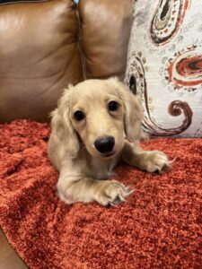 Creme of the Crop Miniature Dachshunds - Cillian 4