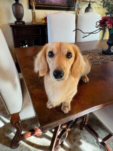 Creme of the Crop Miniature Dachshund Male Puppy For Sale Cillian 5