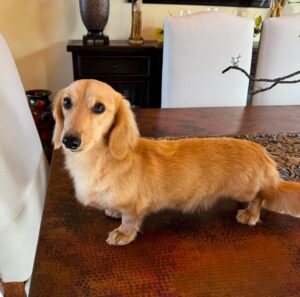 Creme of the Crop Miniature Dachshund Male Puppy For Sale Cillian 6