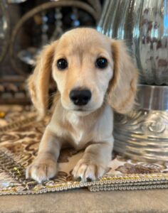 Creme of the Crop Miniature Dachshunds Breeder - Fancy 2