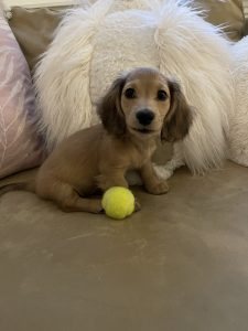 Creme of the Crop Miniature Dachshunds Breeder Happy Customer Review/Testimonial