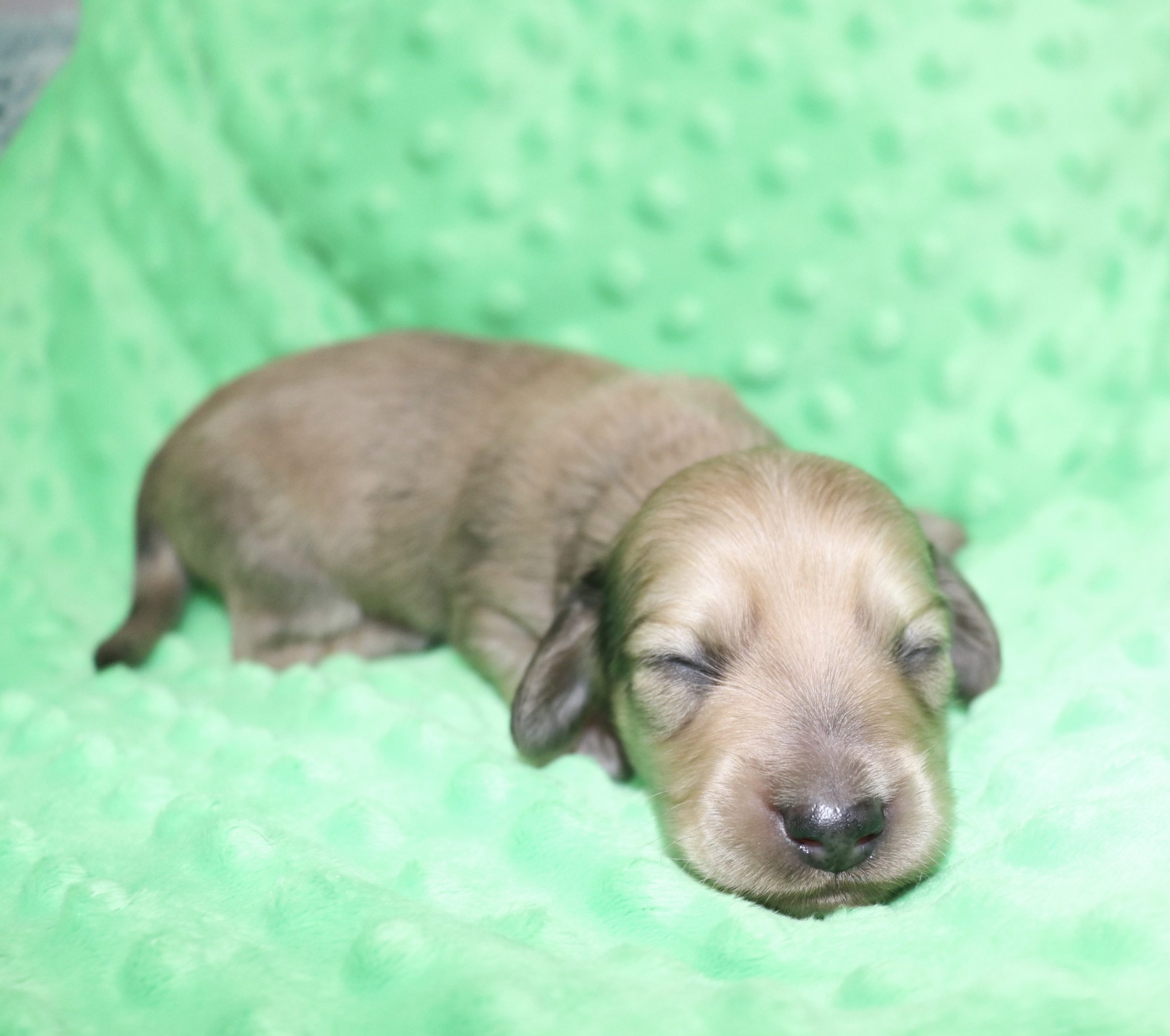 Creme of the Crop Dachshunds - Malachi Puppy 11
