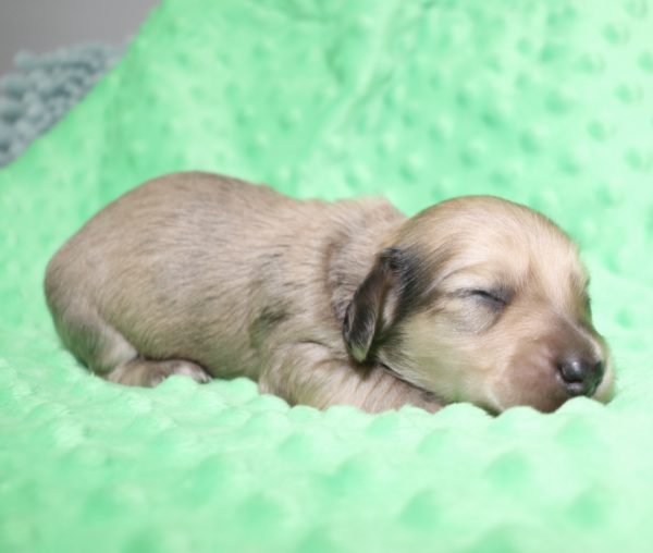 Creme of the Crop Dachshunds - Malachi Puppy 14
