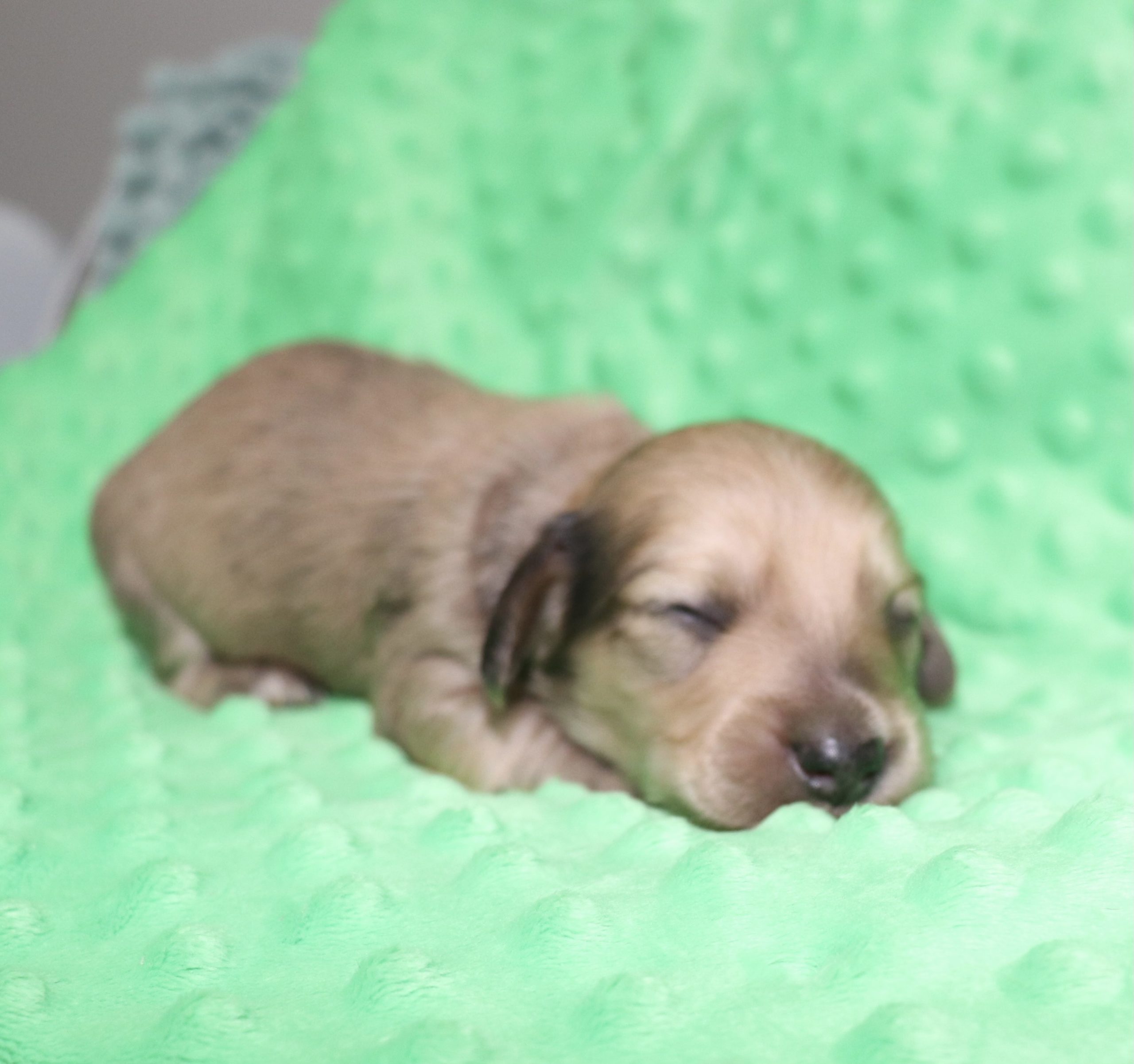 Creme of the Crop Dachshunds - Malachi Puppy 15