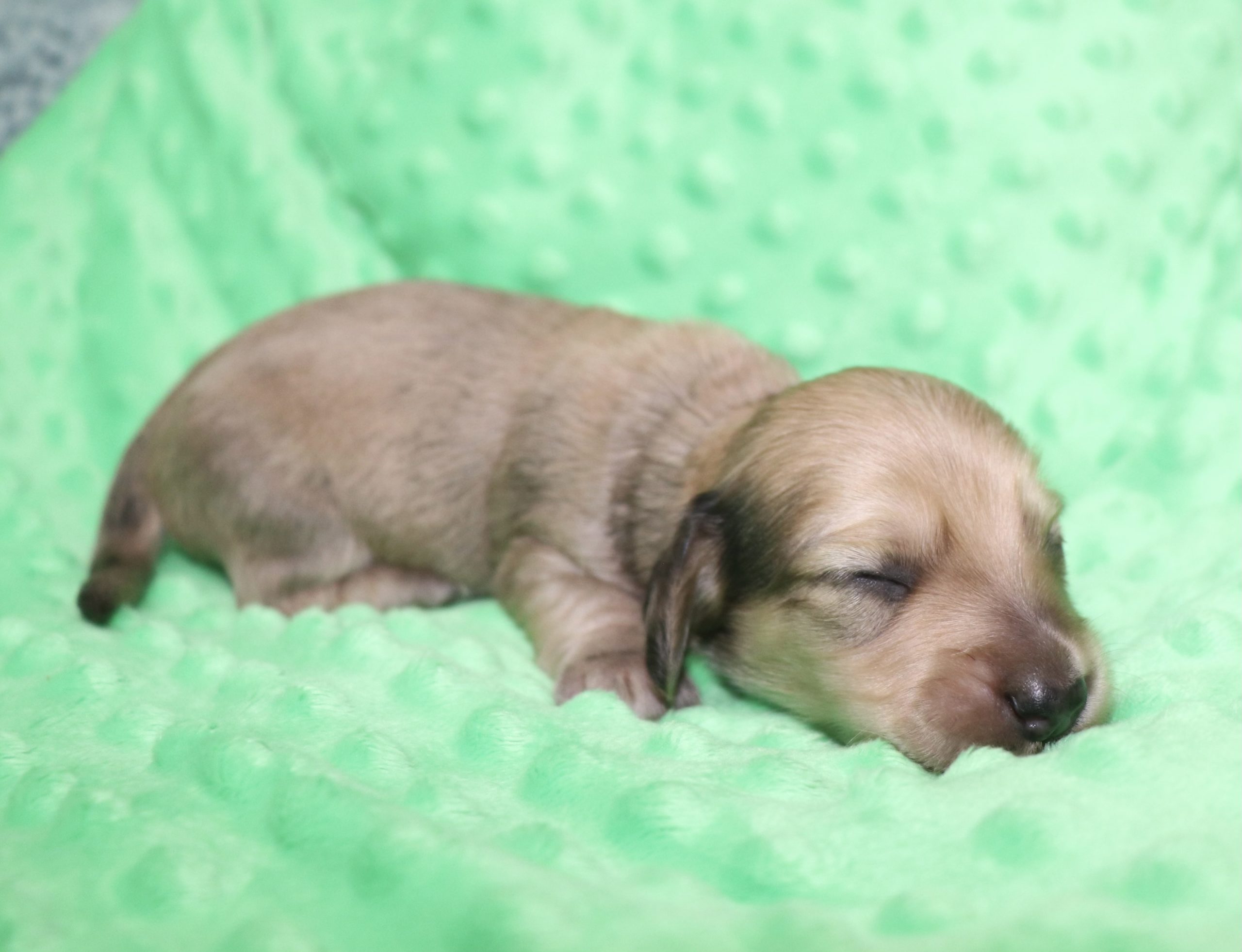 Creme of the Crop Dachshunds - Malachi Puppy 1