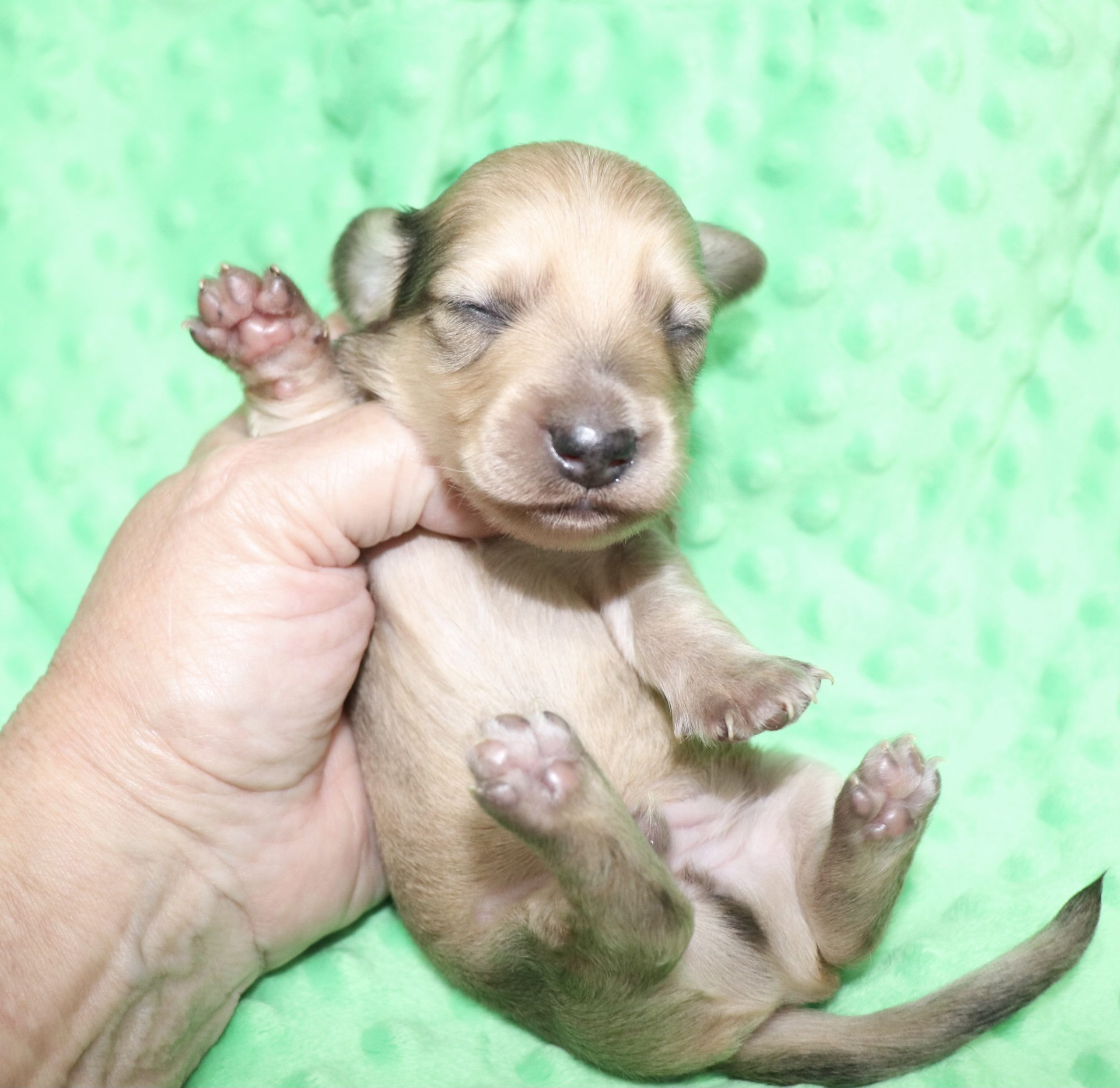 Creme of the Crop Dachshunds - Malachi Puppy 2