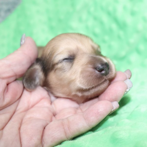 Creme of the Crop Dachshunds - Malachi Puppy 3