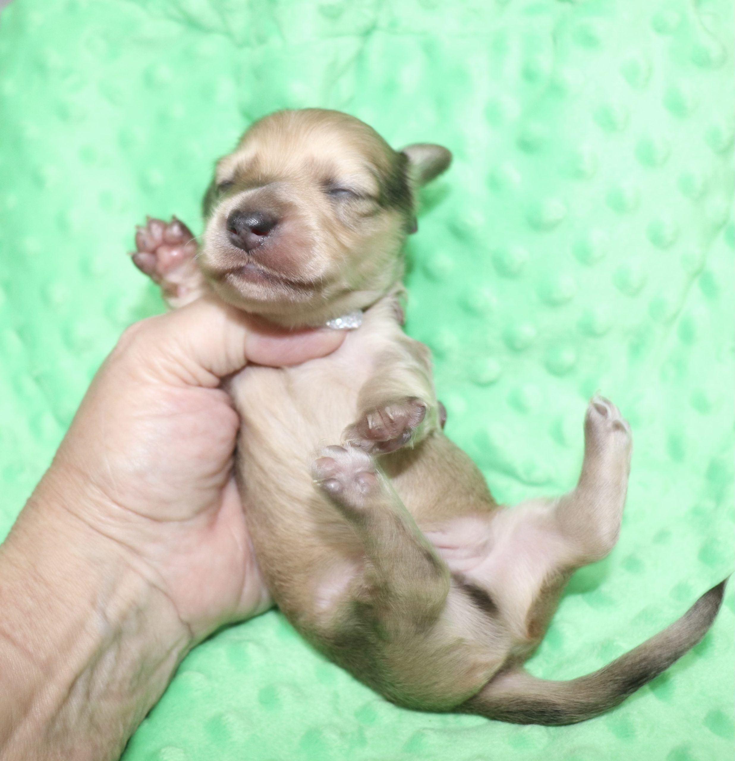 Creme of the Crop Dachshunds - Malachi Puppy 4