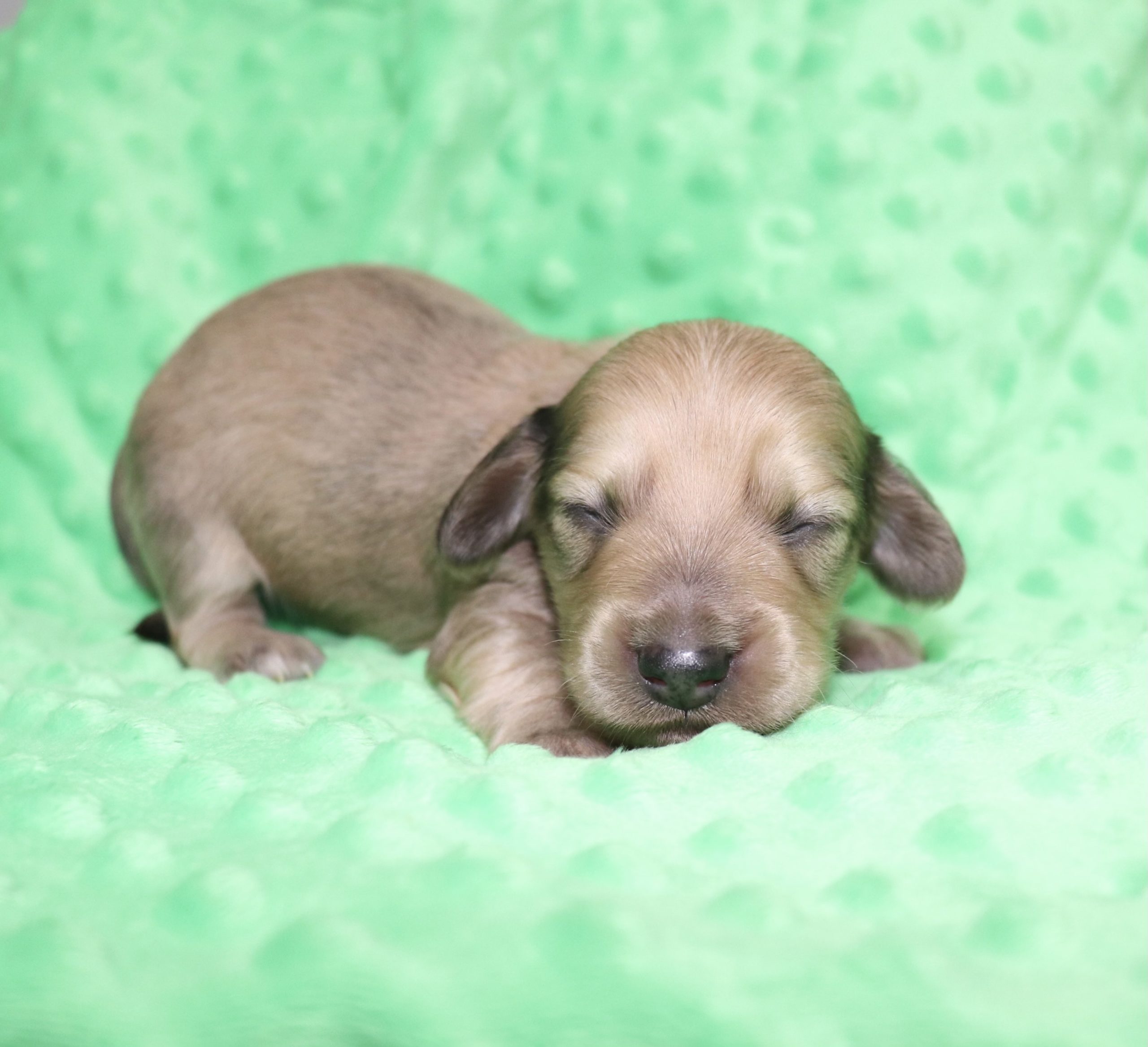 Creme of the Crop Dachshunds - Malachi Puppy 5