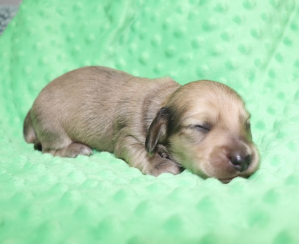 Creme of the Crop Dachshunds - Malachi Puppy 7