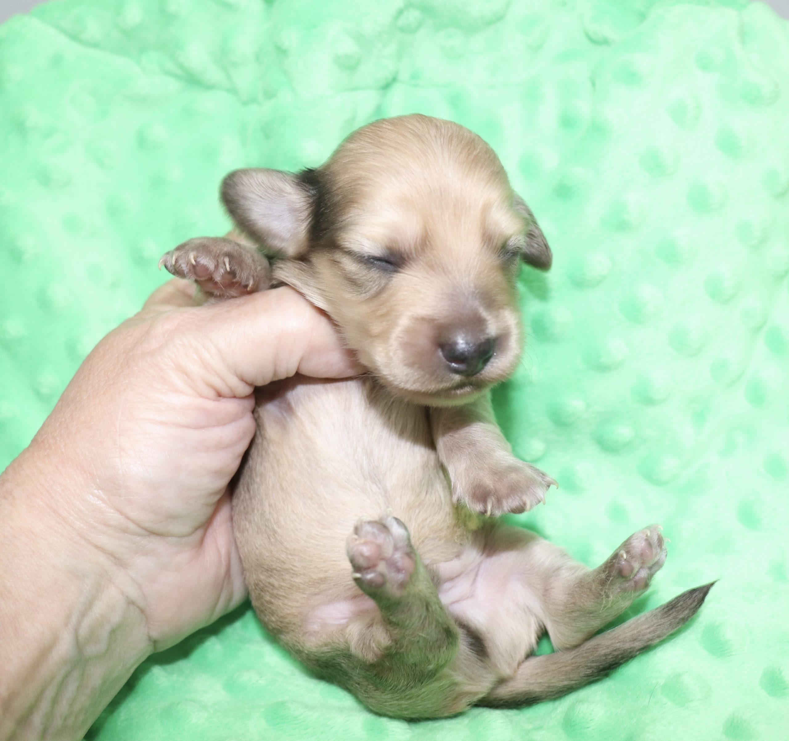 Creme of the Crop Dachshunds - Malachi Puppy 8