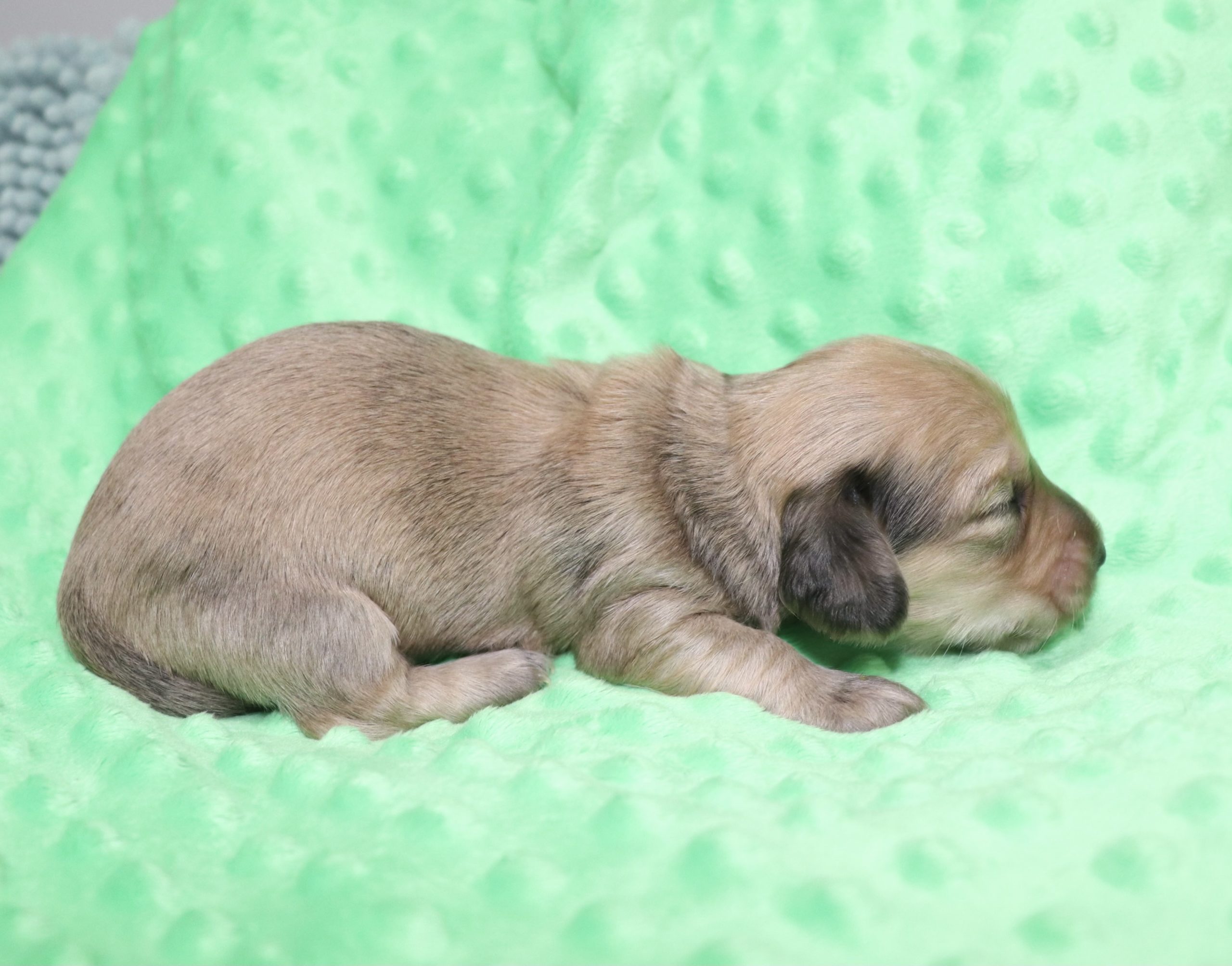 Creme of the Crop Dachshunds - Malachi Puppy 9