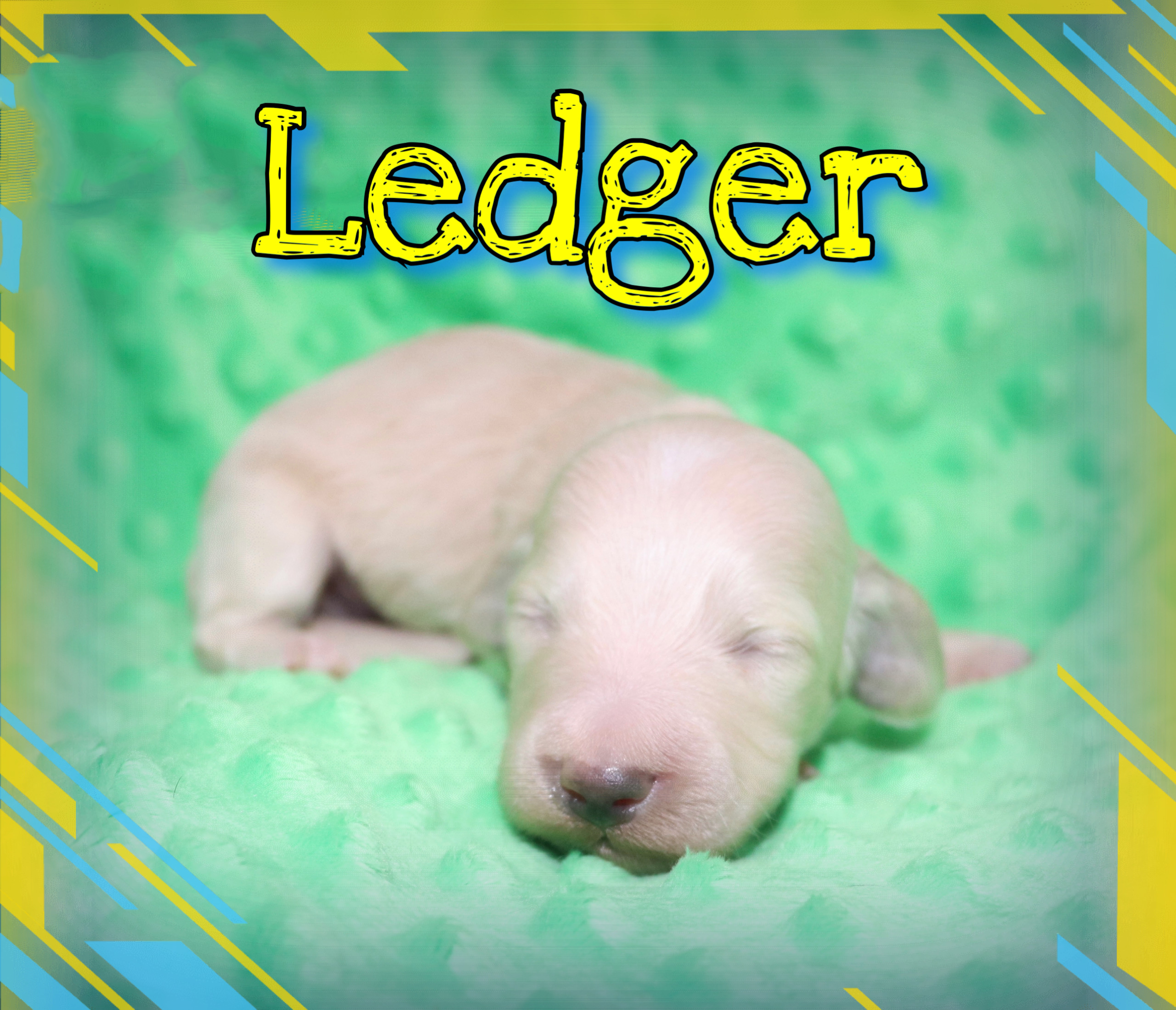 Creme of the Crop Dachshunds - Ledger Puppy 9