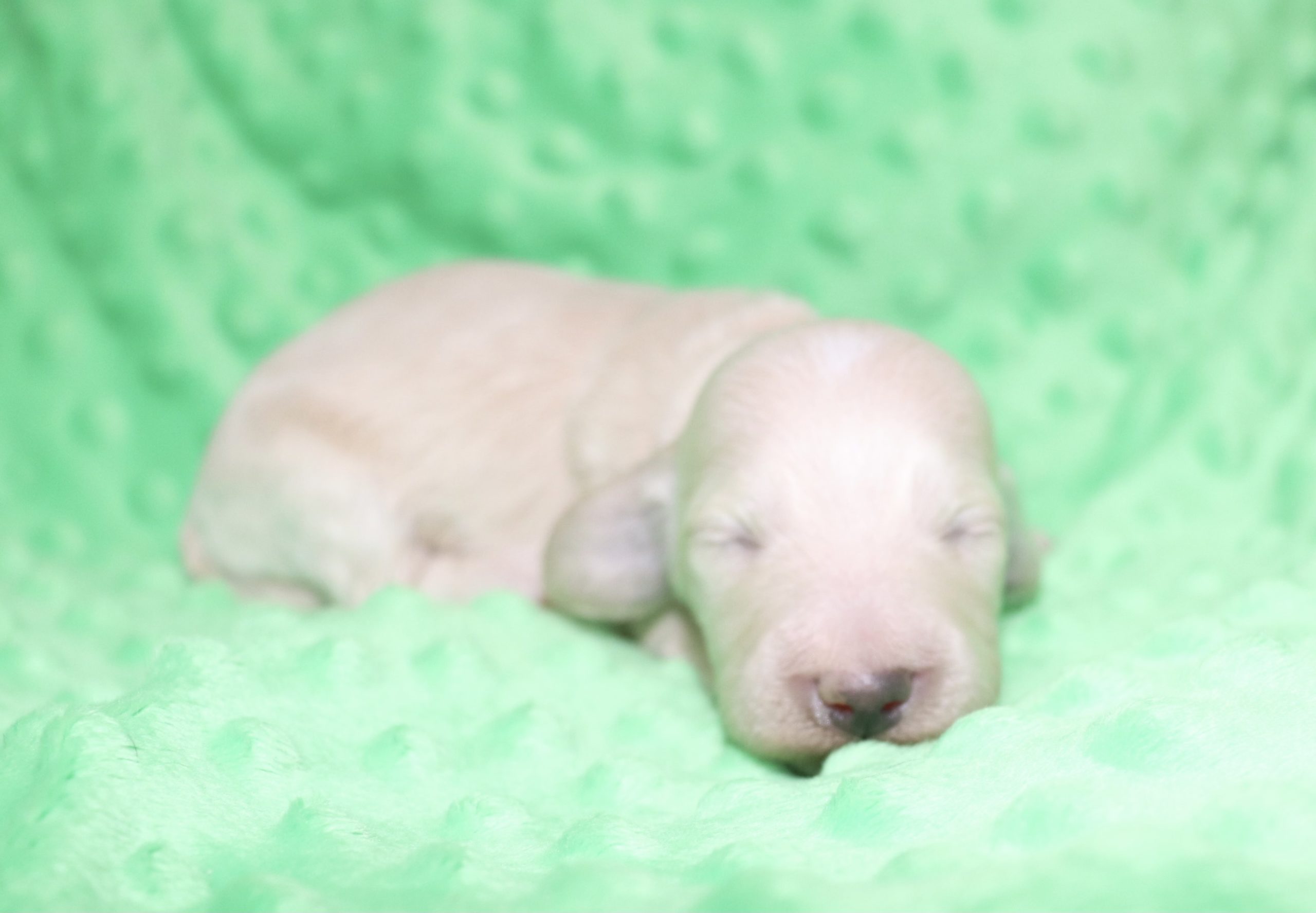 Creme of the Crop Dachshunds - Ledger Puppy 10
