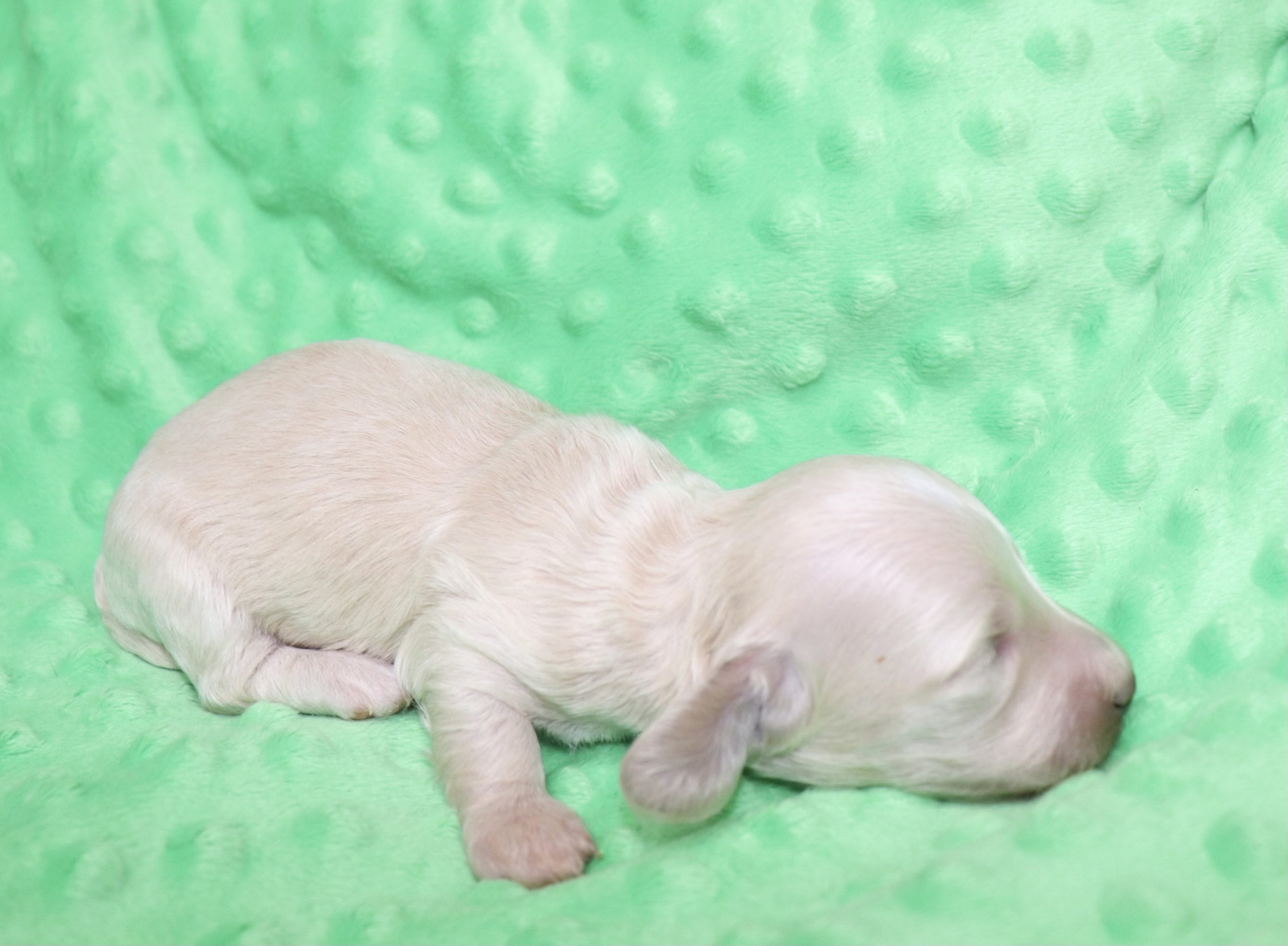 Creme of the Crop Dachshunds - Ledger Puppy 11