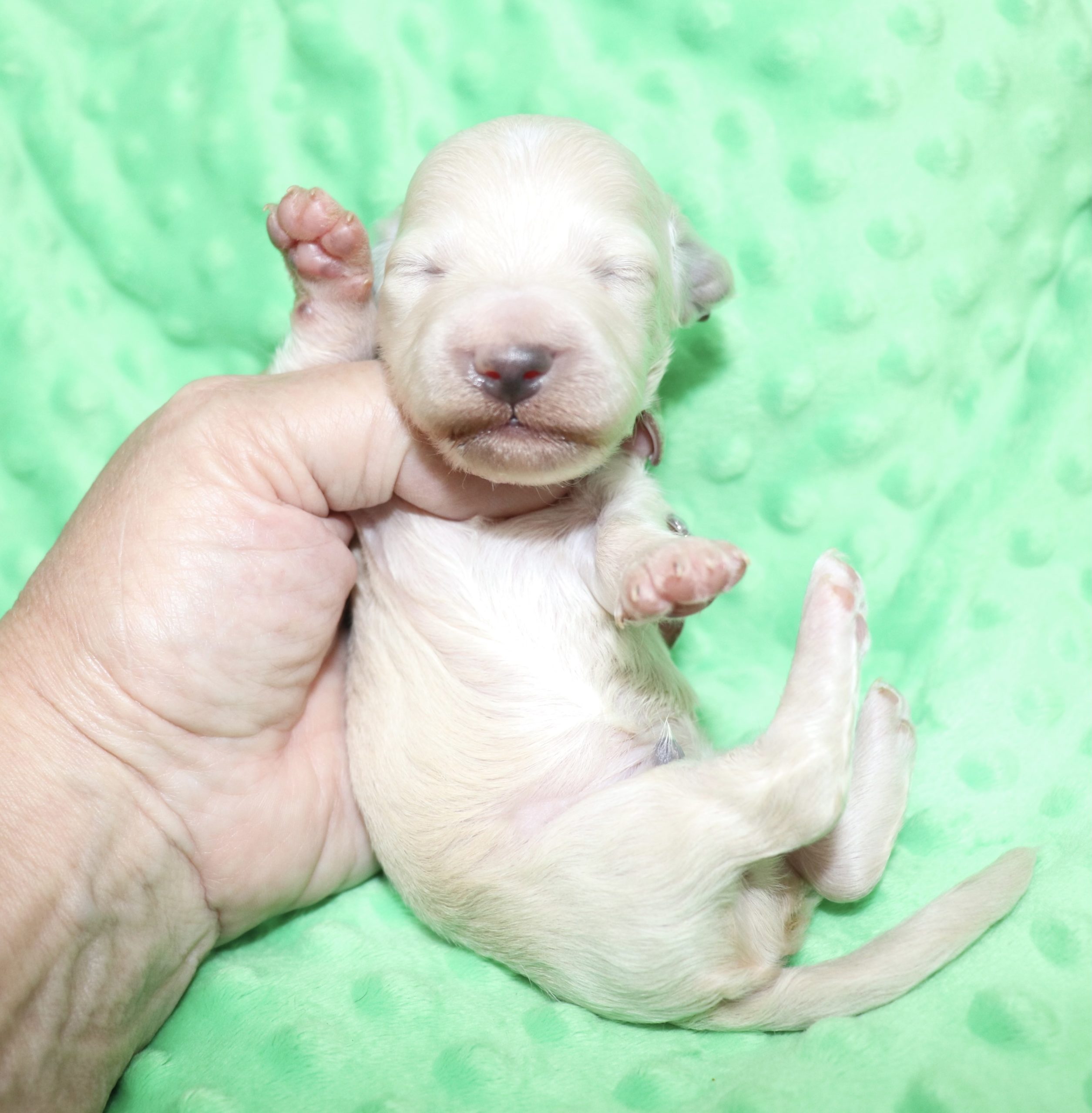 Creme of the Crop Dachshunds - Ledger Puppy 12